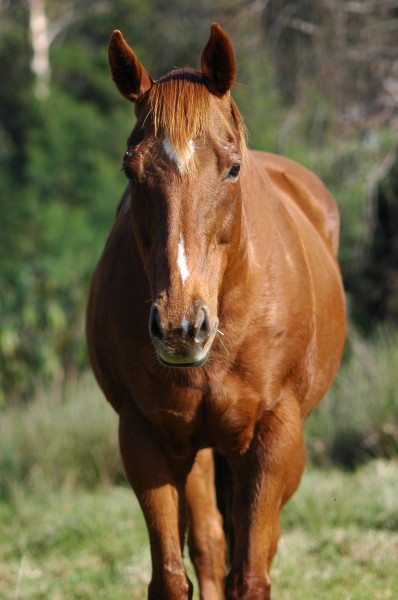 Horse 007