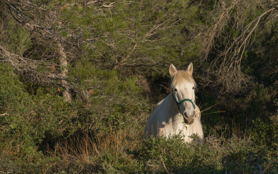 Horse, Vic-la-Gardiole, Hérault 01