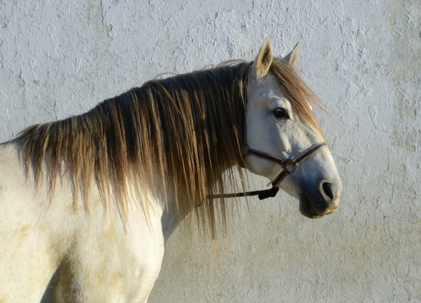 Horse December 2014-2