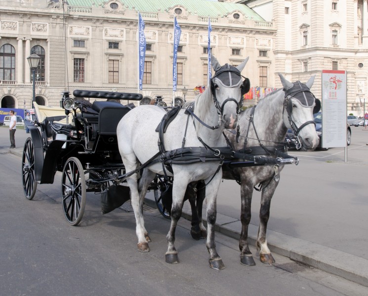 Horse drawn carriage - Vienna