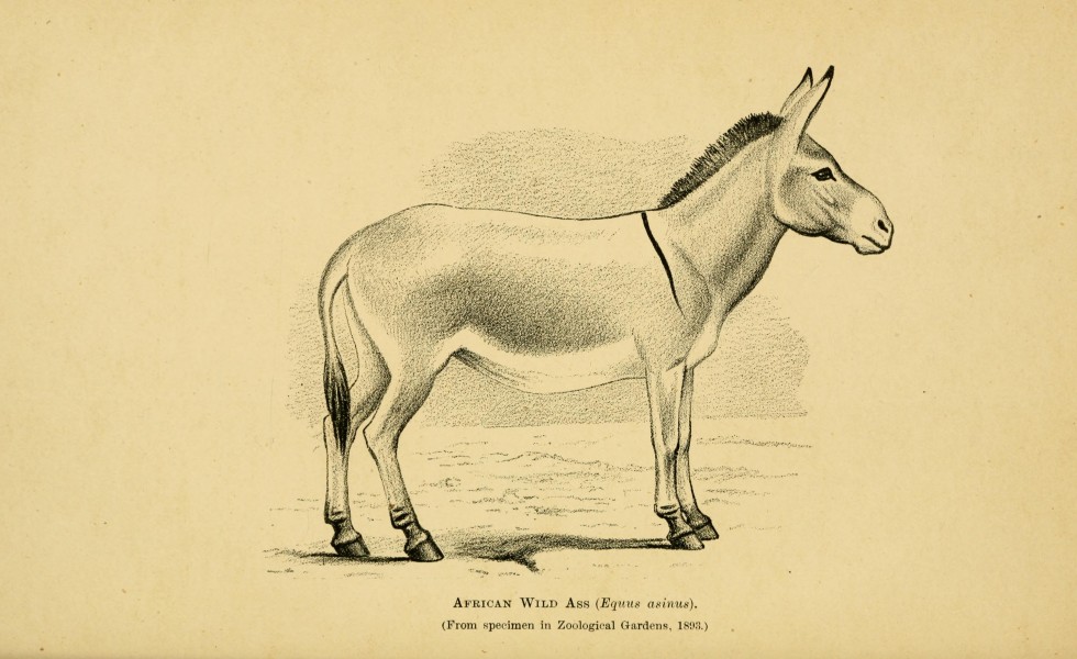 Horses, asses, zebras, mules and mule breeding BHL22987492