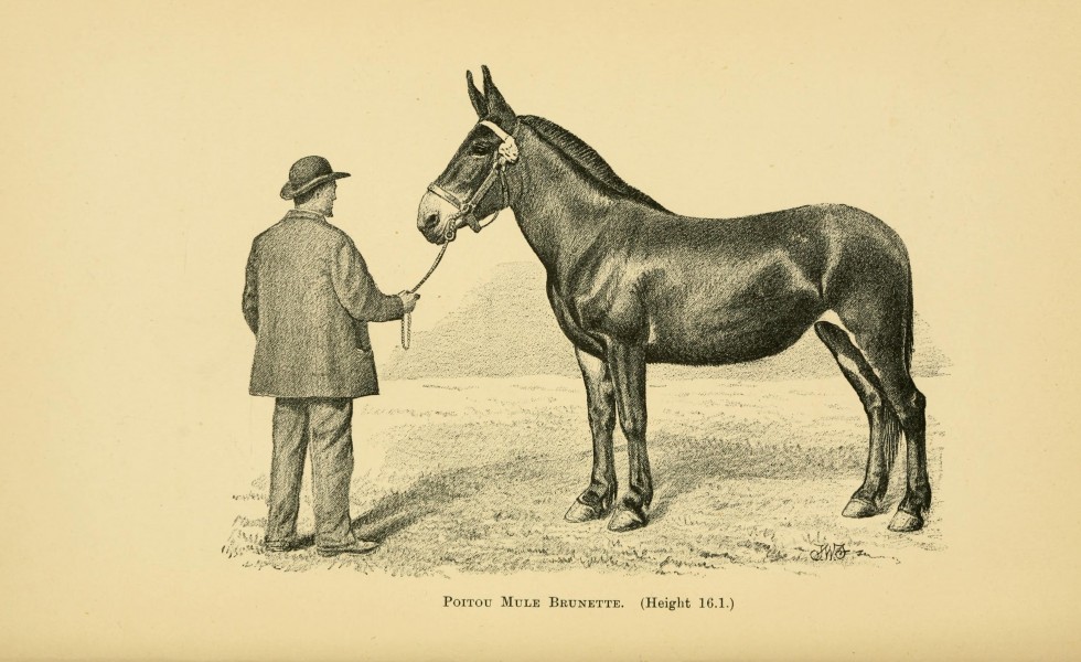 Horses, asses, zebras, mules and mule breeding BHL22987617