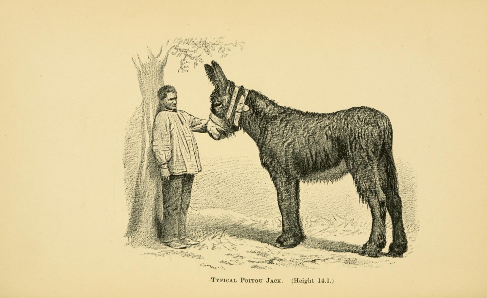 Horses, asses, zebras, mules and mule breeding BHL22987627
