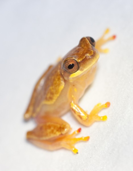 Hourglass Treefrogs (Hyla ebraccata) 3