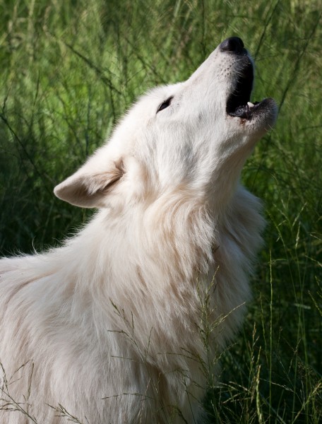 Howling White Wolf