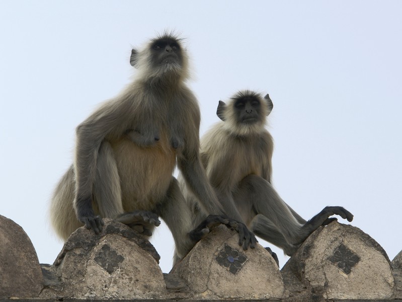 Human Langur monkeys, Orchha, MP, India