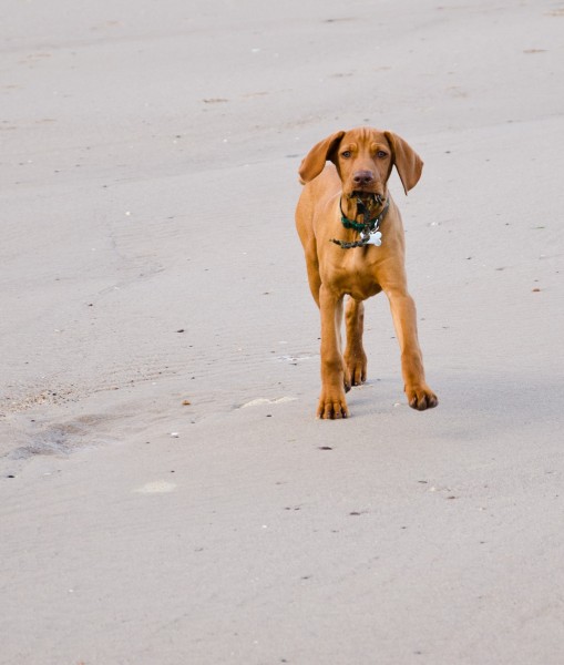 Hungarian Vizsla2