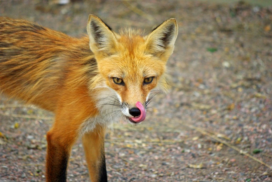 Hungry Fox (7469171770)