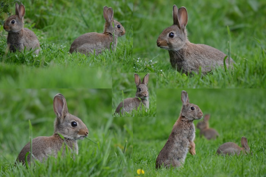 Hungry rabbits in all formats, springtime at Schaarsbergen Hoge Erf - panoramio