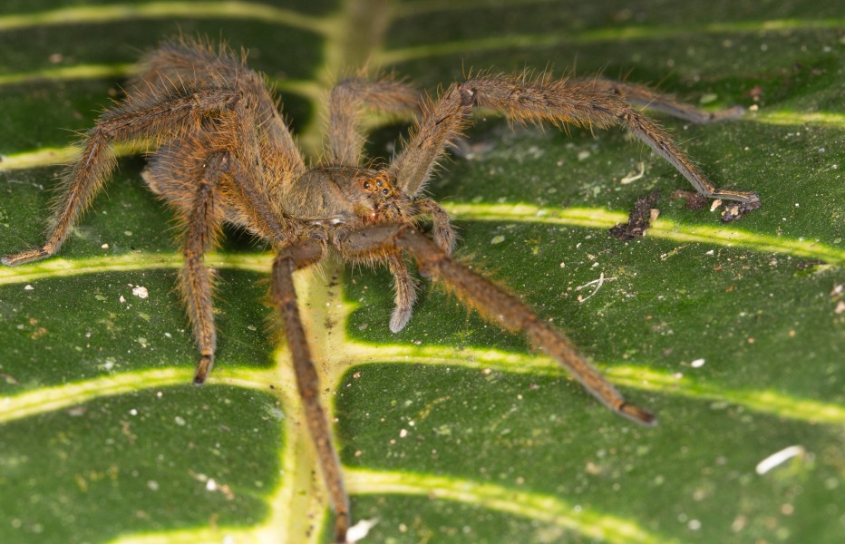Huntsman from Ecuador (14983679660)
