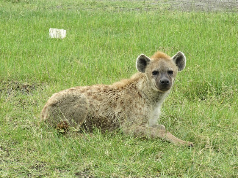 Hyena in Lake Nakuru National Park