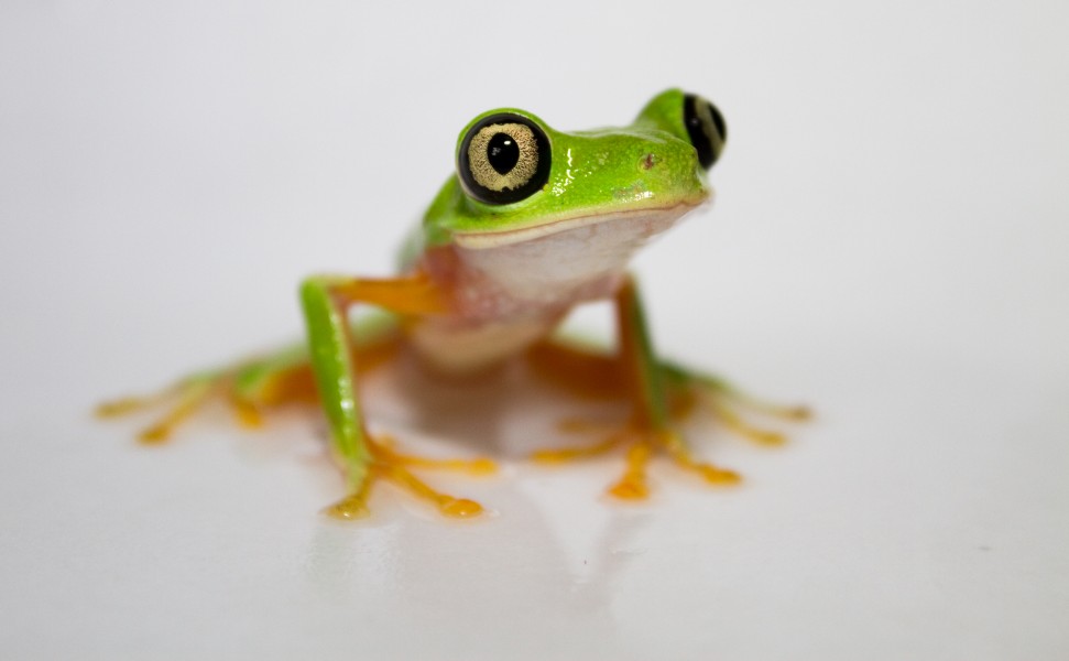 Hylomantis lemur - Lemur leaf frog