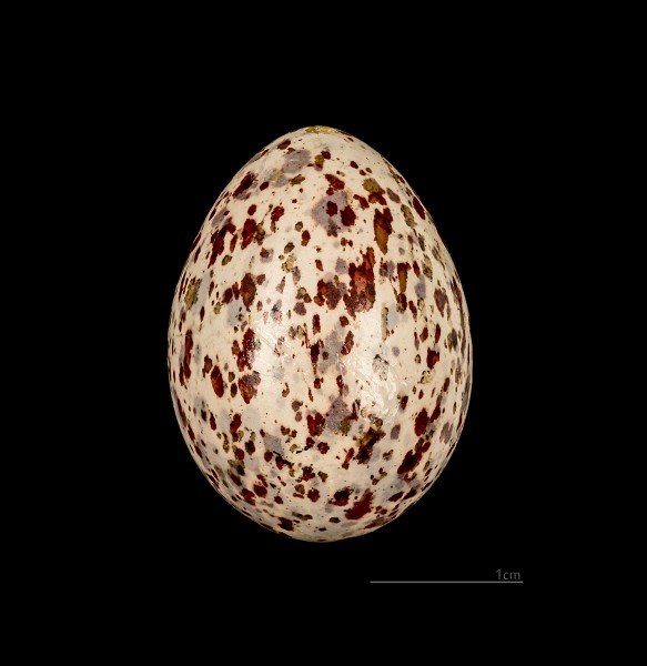 Hypsipetes madagascariensis MHNT 228 Sambrano Madagascar