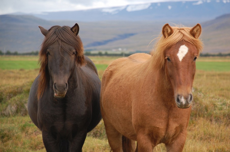 Icelandic Horses, Borgarnes, Iceland