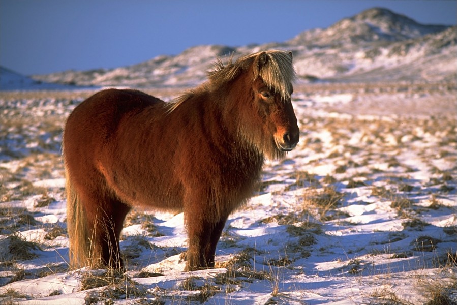 IcelandicHorseInWinter