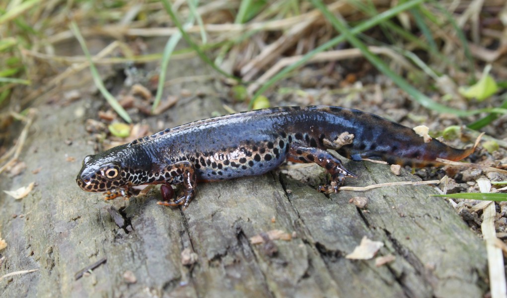 Ichthyosaura alpestris Bergmolch