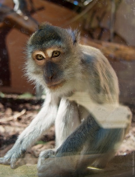 Igualdad Animal - 3796 (6993202654)