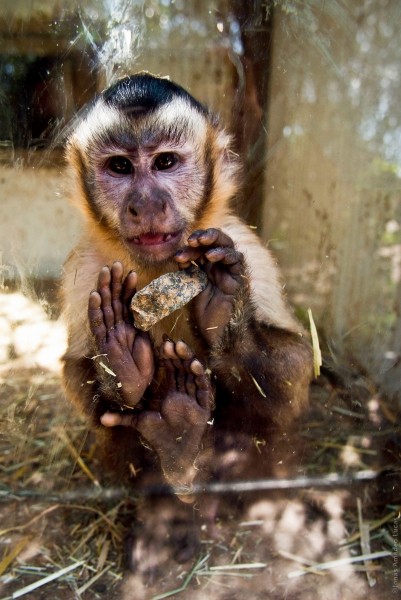 Igualdad Animal - 5015 (7138860133)