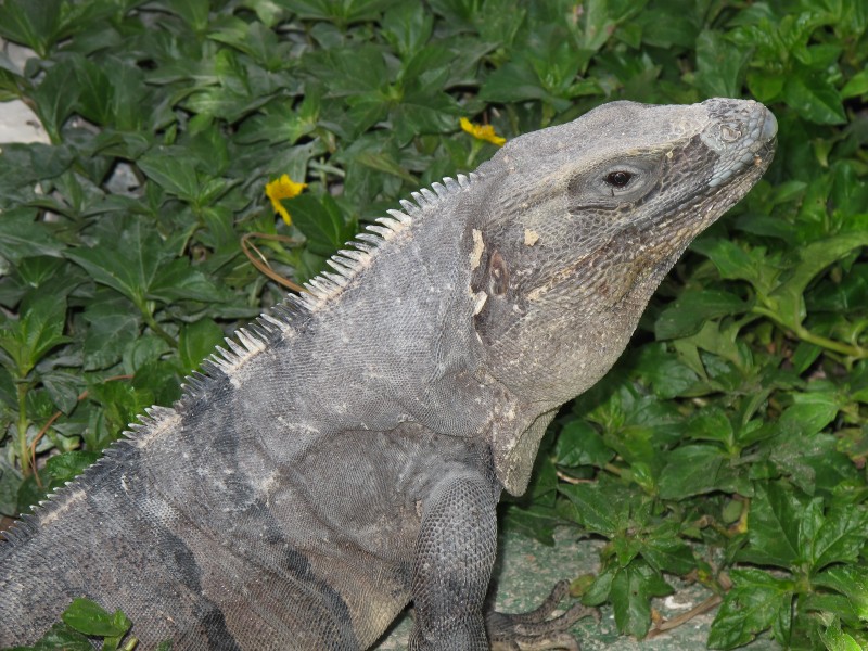 Iguana - Quintana Roo - México 1