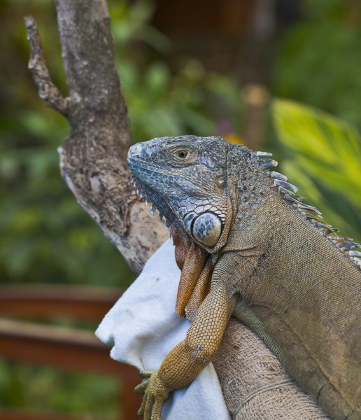 Iguana (Iguana Iguana), Icod de los Vinos, Tenerife, España, 2012-12-13, DD 01