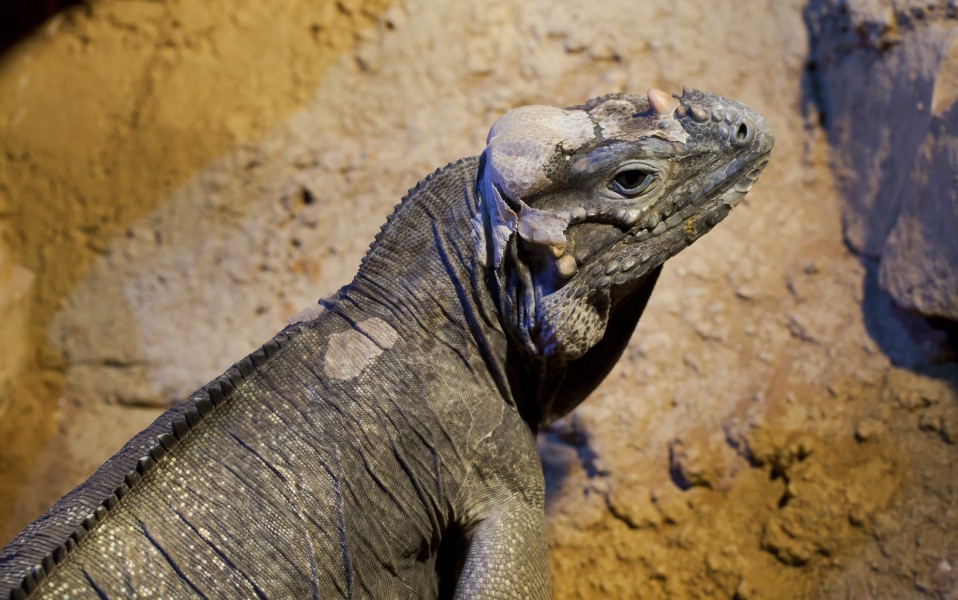 Iguana cornuda (Cyclura cornuta), Tierpark Hellabrunn, Múnich, Alemania, 2012-06-17, DD 02