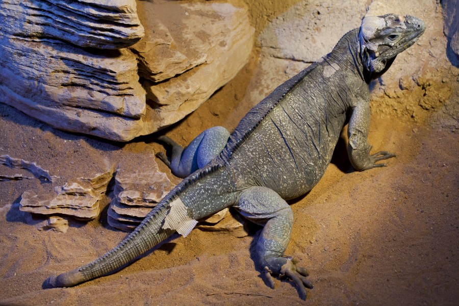 Iguana cornuda (Cyclura cornuta), Tierpark Hellabrunn, Múnich, Alemania, 2012-06-17, DD 03