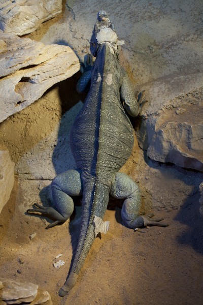 Iguana cornuda (Cyclura cornuta), Tierpark Hellabrunn, Múnich, Alemania, 2012-06-17, DD 04