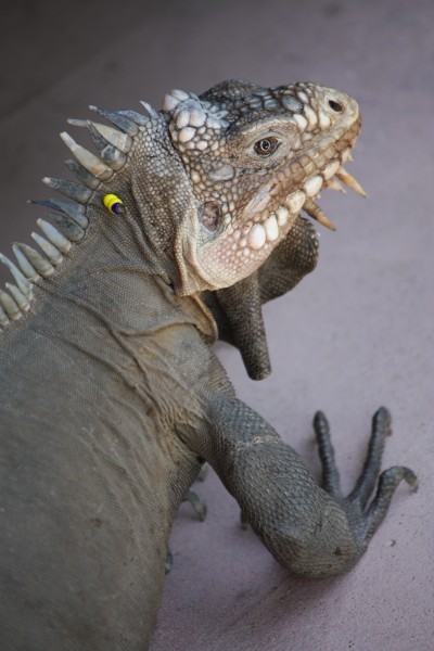 Iguana delicatissima at Batalie Beach a07
