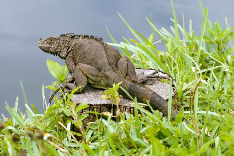Iguana iguana dark trunk