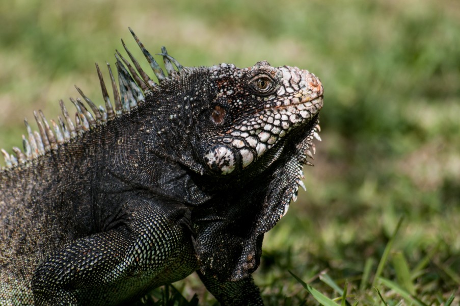 Iguana iguana en Zoologico de Barquisimeto 2