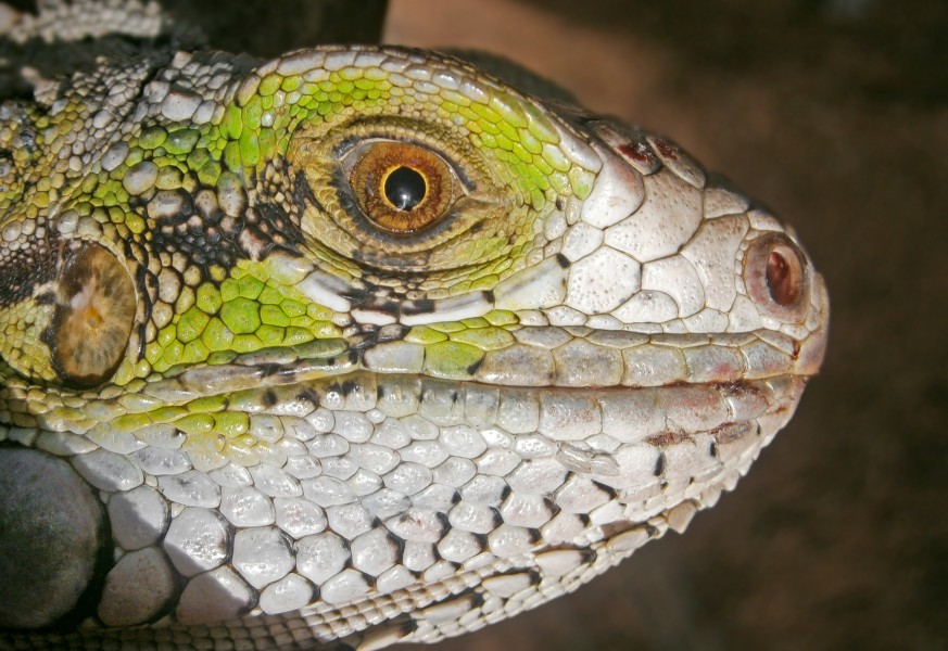 Iguana Iguana in San Juan Bautista, Venezuela