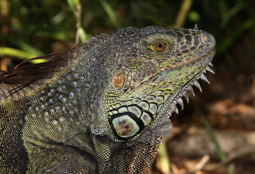 Iguana iguana male head