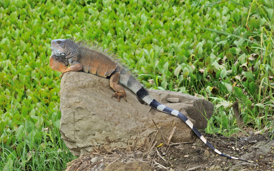 Iguana iguana Portoviejo 01