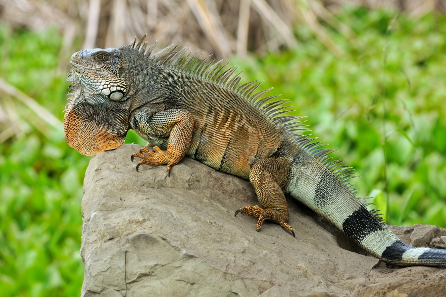 Iguana iguana Portoviejo 05