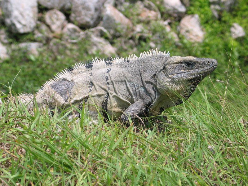 Iguana in Mexico