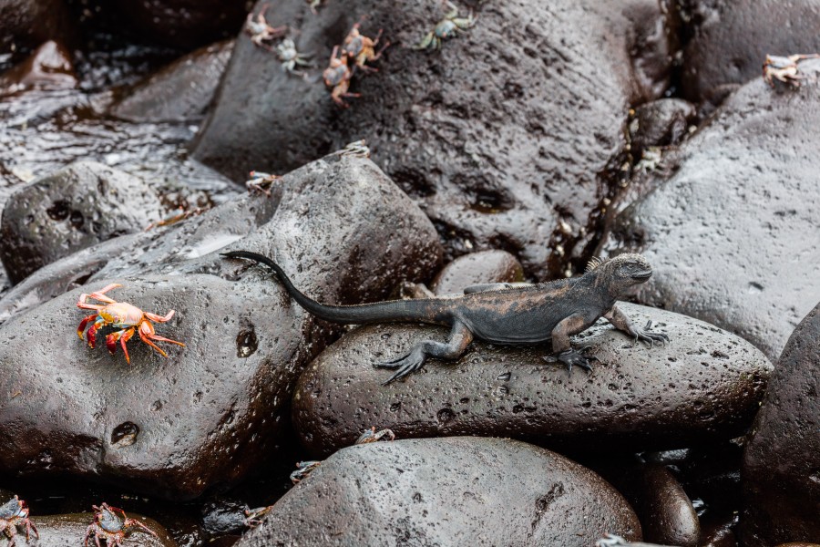Iguana marina (Amblyrhynchus cristatus), isla Lobos, islas Galápagos, Ecuador, 2015-07-25, DD 44