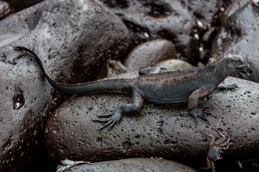 Iguana marina (Amblyrhynchus cristatus), isla Lobos, islas Galápagos, Ecuador, 2015-07-25, DD 46
