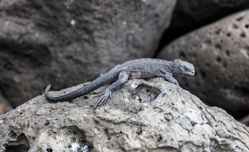 Iguana marina (Amblyrhynchus cristatus), isla Lobos, islas Galápagos, Ecuador, 2015-07-25, DD 47
