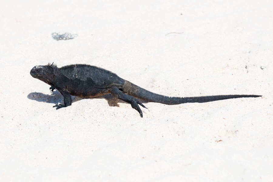 Iguana marina (Amblyrhynchus cristatus), Las Bachas, isla Baltra, islas Galápagos, Ecuador, 2015-07-23, DD 19