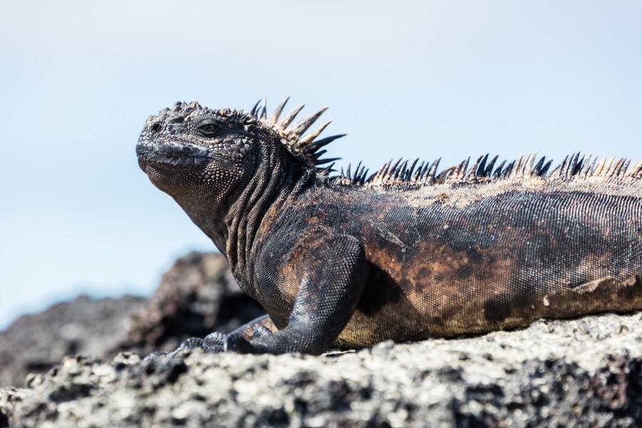 Iguana marina (Amblyrhynchus cristatus), Las Bachas, isla Baltra, islas Galápagos, Ecuador, 2015-07-23, DD 24