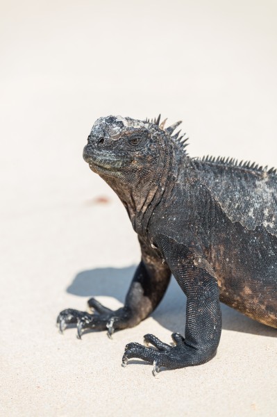 Iguana marina (Amblyrhynchus cristatus), Las Bachas, isla Baltra, islas Galápagos, Ecuador, 2015-07-23, DD 27