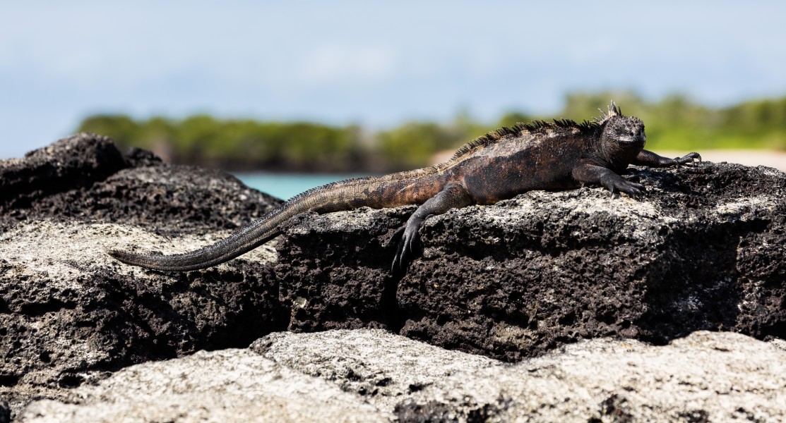 Iguana marina (Amblyrhynchus cristatus), Las Bachas, isla Santa Cruz, islas Galápagos, Ecuador, 2015-07-23, DD 20
