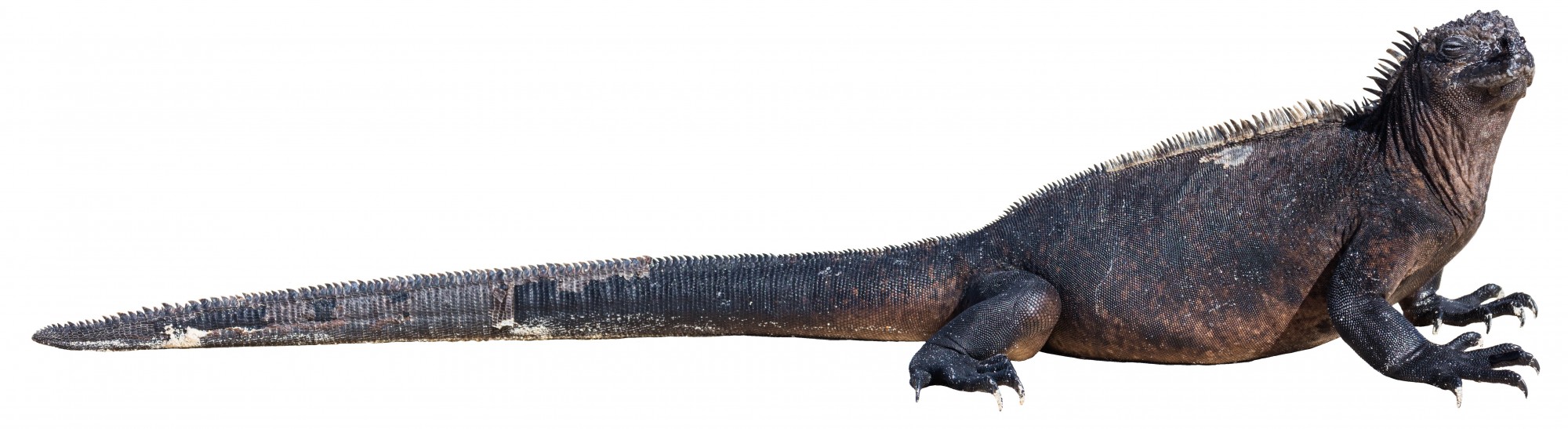 Iguana marina (Amblyrhynchus cristatus) white background
