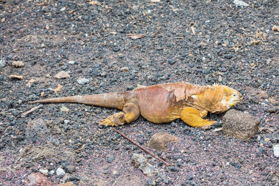 Iguana terrestre (Conolophus subcristatus), isla Santa Cruz, islas Galápagos, Ecuador, 2015-07-26, DD 10