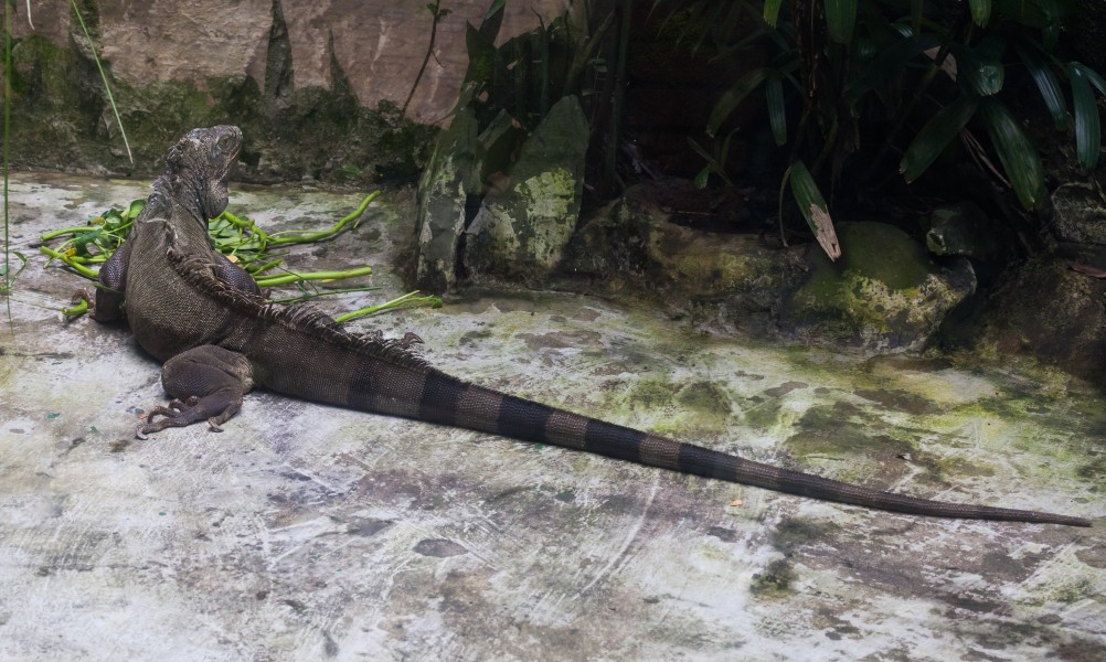 Iguana verde (Iguana iguana), Zoo de Ciudad Ho Chi Minh, Vietnam, 2013-08-14, DD 02