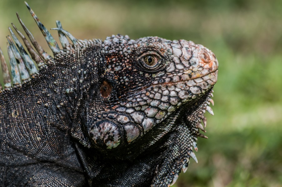 Iguanidae head from Venezuela