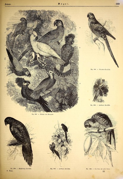 Illustrirte naturgeschichte des thierreichs (9800108934)
