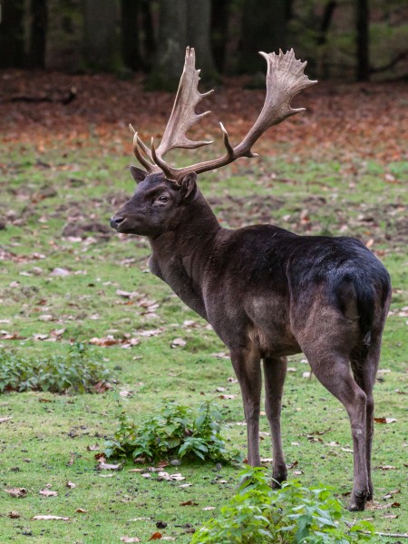 IMG Damhirsch 1356