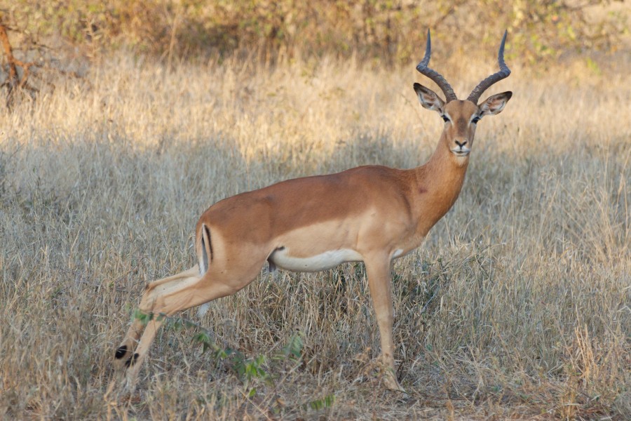 Impala male (9535913573)