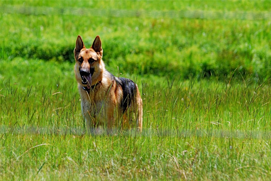 In a field (2686299202)